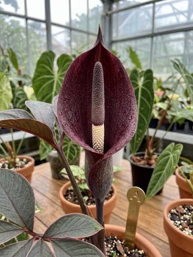 Amorphophallus atroviridis