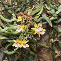 Taeniophyllum obtusum