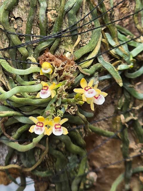 Taeniophyllum obtusum
