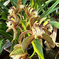 Cymbidium tracyanum