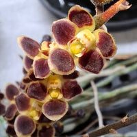 Chiloschista lunifera