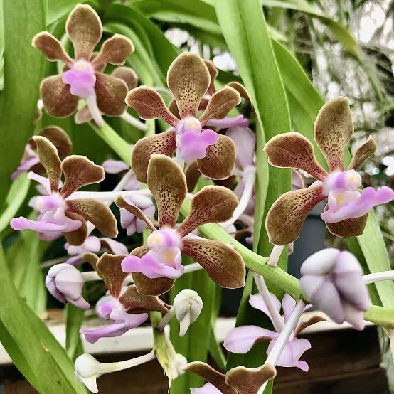 Vanda bensonii