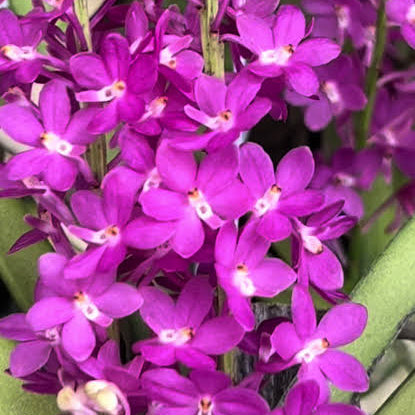 Ascocentrum ampullaceum