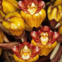 Acanthephippium striata