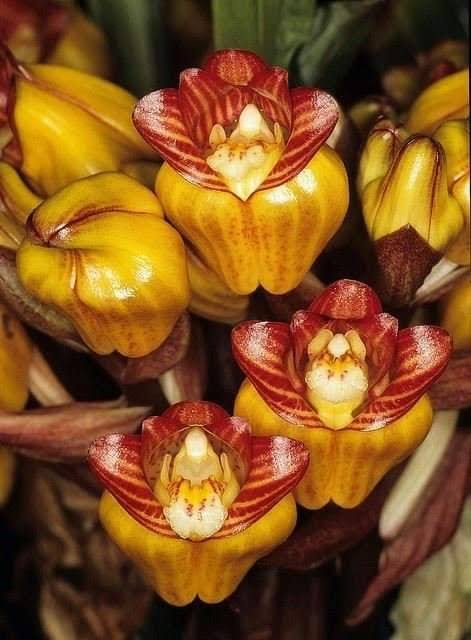 Acanthephippium striata