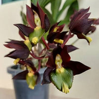 Catasetum tenebrosum