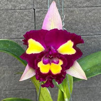 Rlc Cattleya Lady Gaga