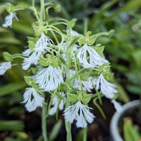Habenaria medioflexa