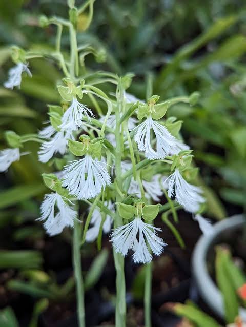 Habenaria medioflexa