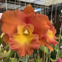 Rhyncholaeliocattleya(Rlc.) Star of Siam