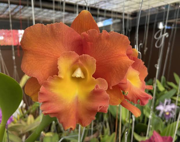 Rhyncholaeliocattleya(Rlc.) Star of Siam