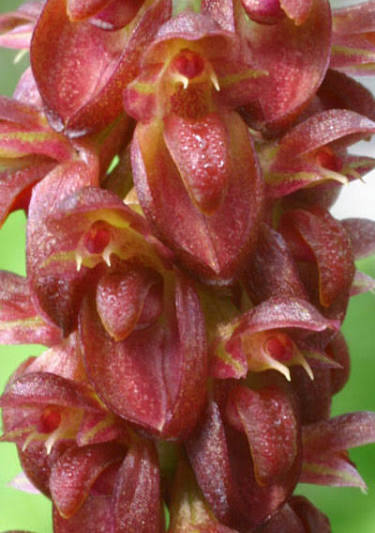 Bulbophyllum triste