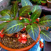Impatiens phengklaii