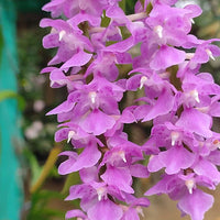 Aerides multiflora