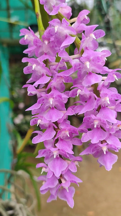 Aerides multiflora