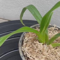 Phragmipedium besseae