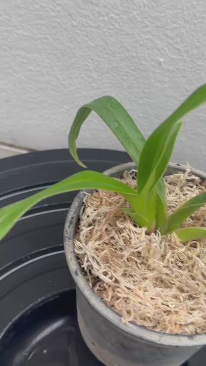Phragmipedium besseae
