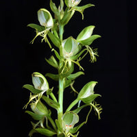 Habenaria limprichtii (Orchidaceae)