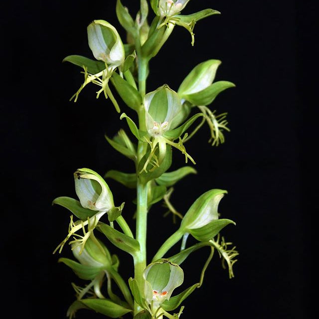 Habenaria limprichtii (Orchidaceae)