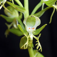 Habenaria limprichtii (Orchidaceae)