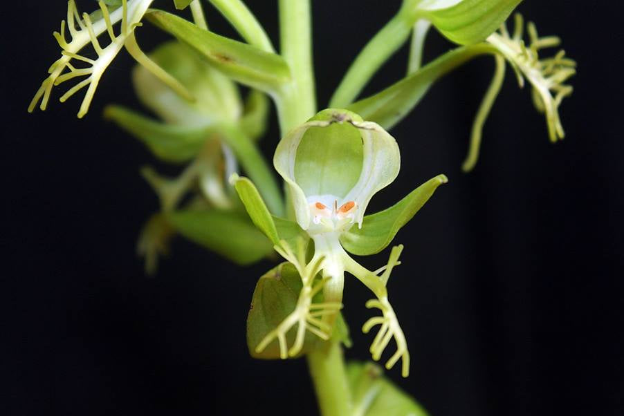 Habenaria limprichtii (Orchidaceae)