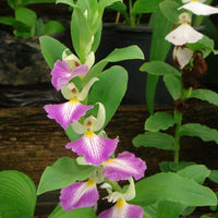 Brachycorythis helferi