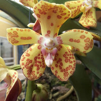 Vandopsis gigantea