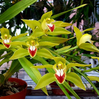 Cymbidium lowianum
