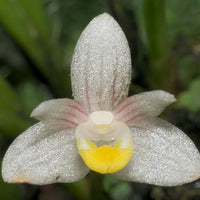 Ceratostylis pleurothallis