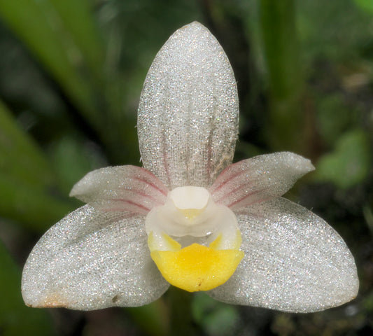 Ceratostylis pleurothallis