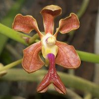 Vanda liouvillei