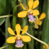 Vanda testacea
