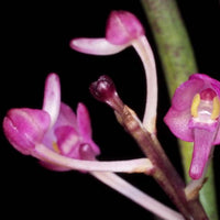 Ascocentrum semiteretifolium