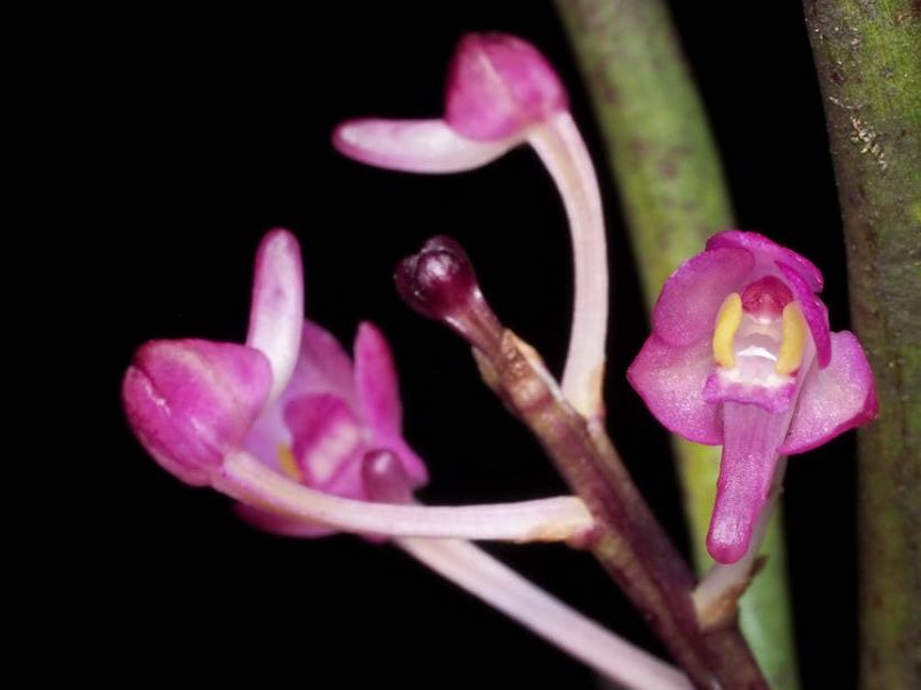 Ascocentrum semiteretifolium