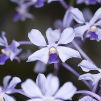 Vanda coerulescens